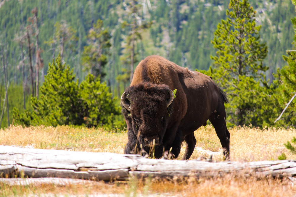 Woman gored by bison at Yellowstone park