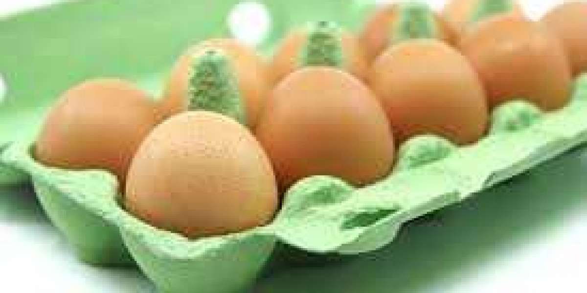 Egg Replacers for Savories Market Insights by Growing Trends and Demands Analysis to 2028