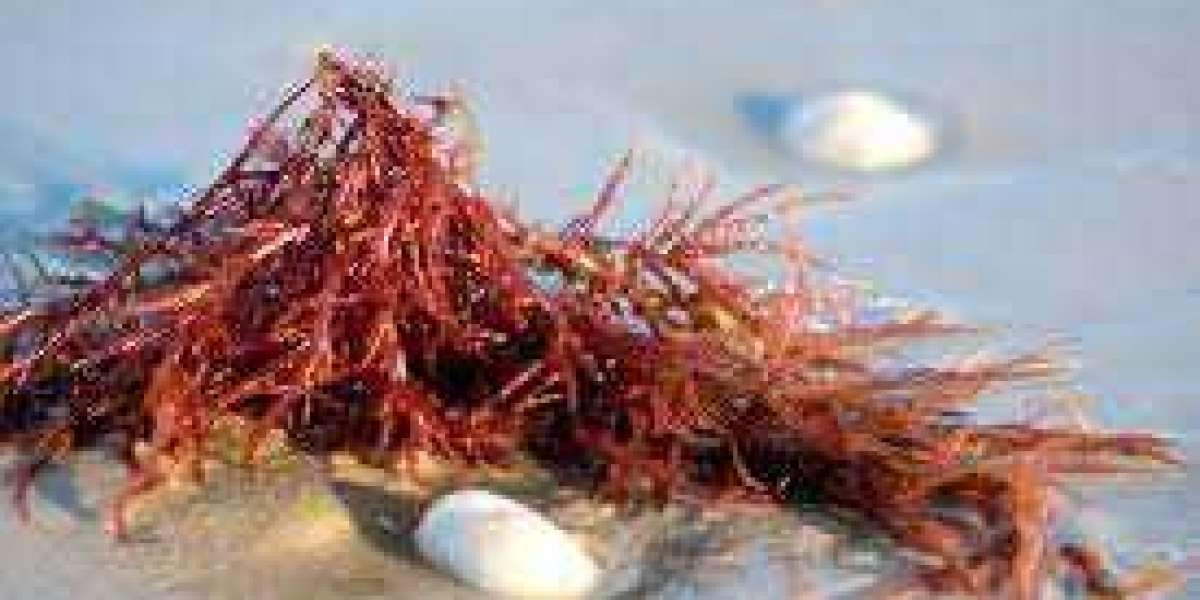 Carrageenan for Kappa Market Growth Prospects, Trends, Segments, Key Players and Forecast to 2027
