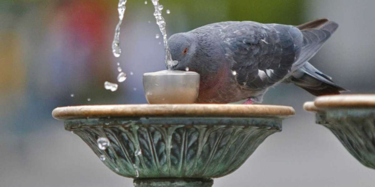 Bird Baths San Francisco Enhancing Urban Landscapes and Promoting Avian Life