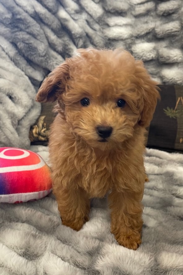 Puppy Spotlight: Meet Unique, Toy Poodle for Sale in Boca Raton - Love My Puppy